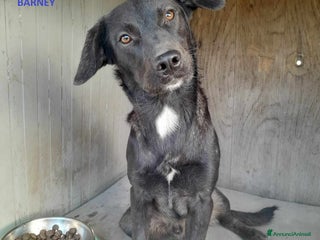 Meticcio cani dolci fred e barney in regalo a Città metropolitana di Catania - Annuncio 30