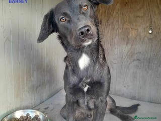 Meticcio cani dolci fred e barney in regalo a Città metropolitana di Catania - Annuncio 17