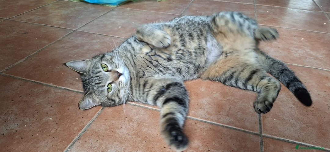 Europeo gatti in regalo: Adottate Virginia, elemosina coccole a Città metropolitana di Milano - Annuncio 14