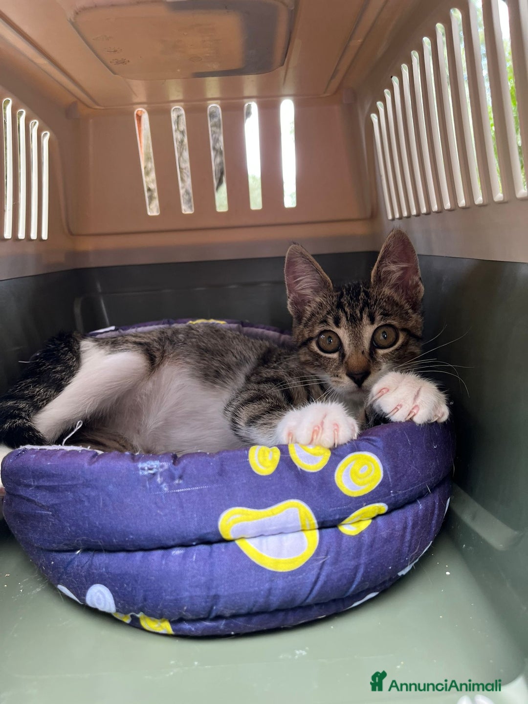 Europeo gatti in regalo: Gattino maschio di 4 mesi - Annuncio 2