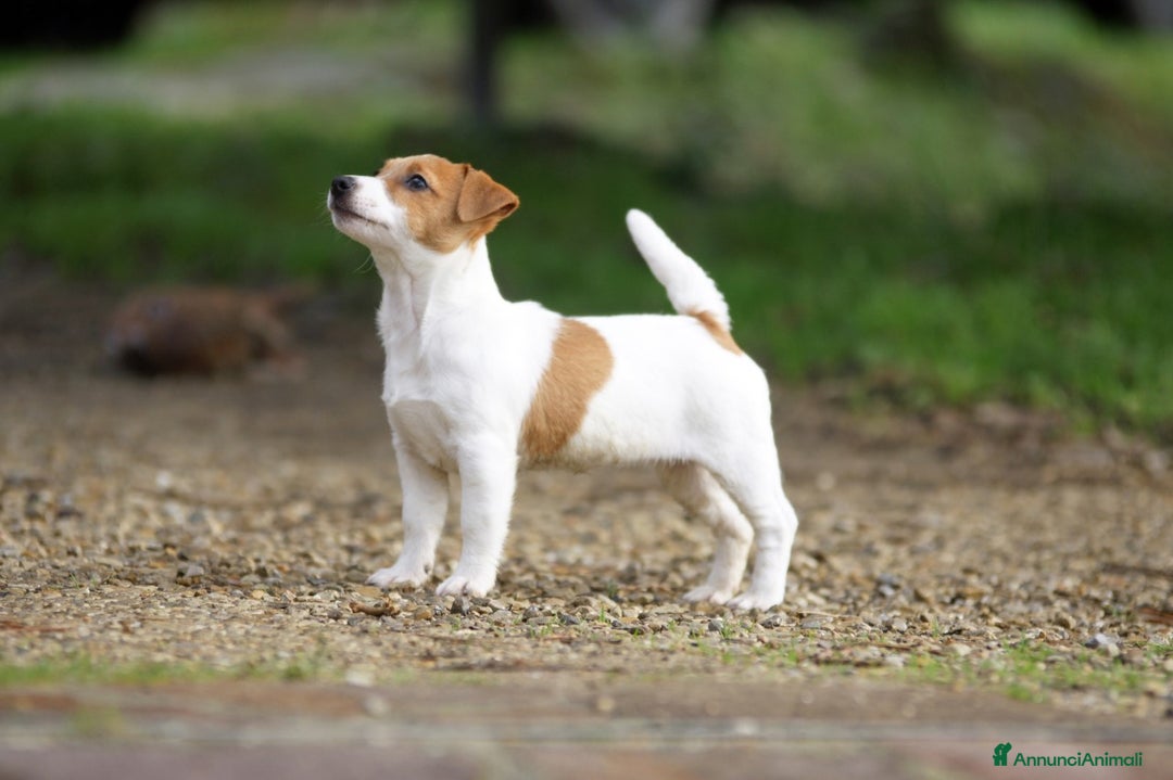 Immagine della galleria {{count}}