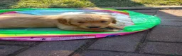 Golden Retriever cani in vendita: Cuccioli Golden Retriever - Annuncio 3