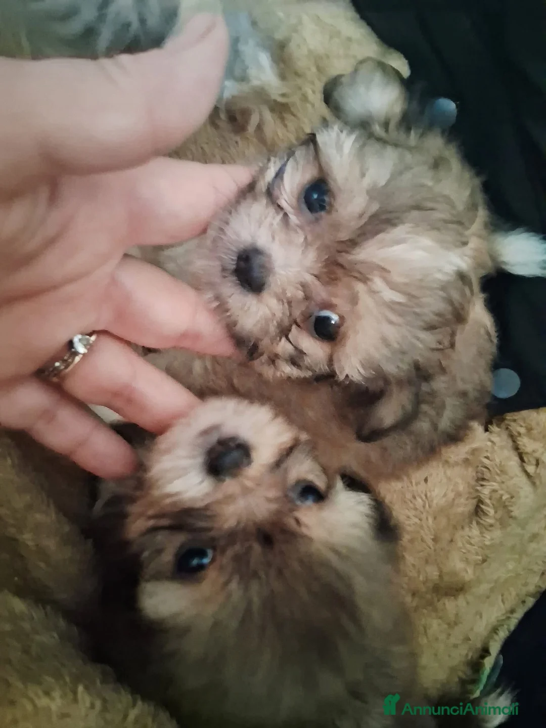 Meticcio cani in vendita: Cuccioli - Annuncio 1