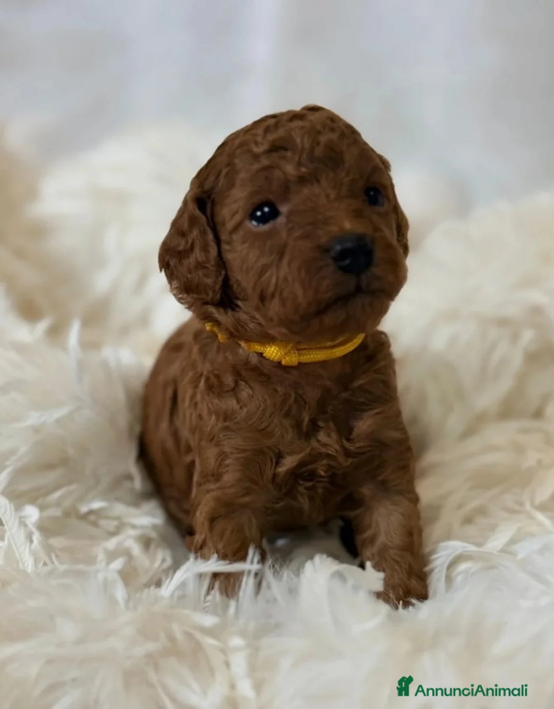 Barboncino Toy cani in vendita: Cuccioli di barboncino Toy rosso asiatico Toy barb - Annuncio 2