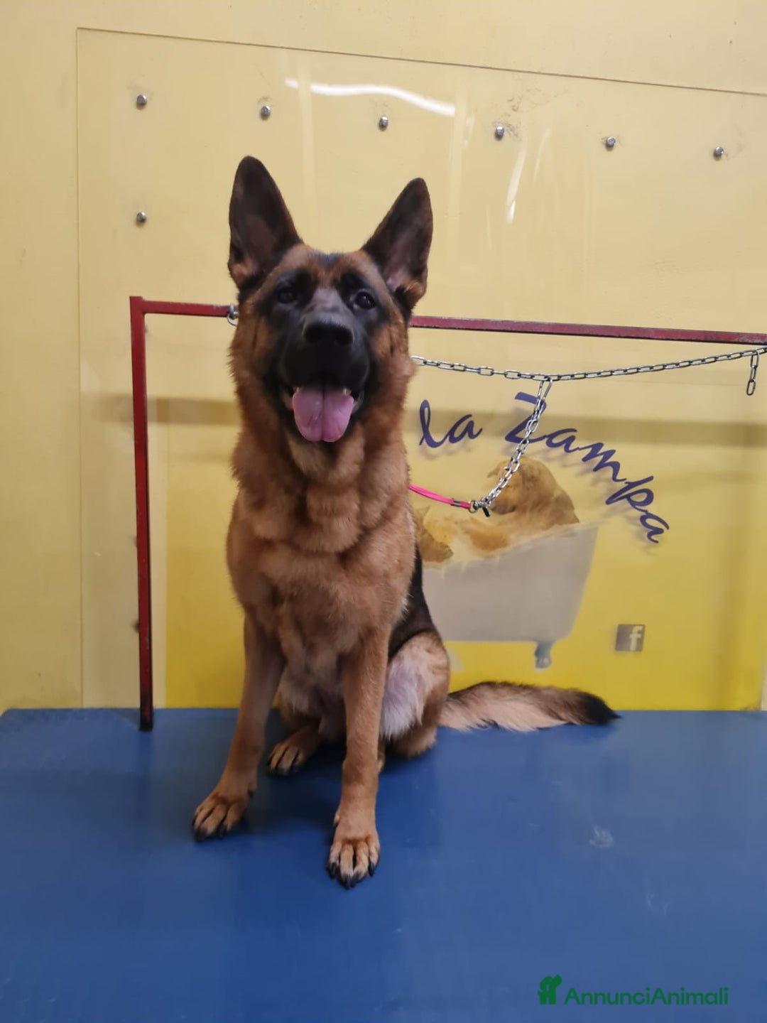 Pastore Tedesco cani in regalo: Pastore Tedesco pura,bellissima 4anni COSENZA SOS - Annuncio 3