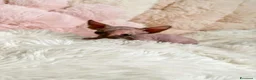Sphynx gatti in vendita: Sphynx o gatto nudo - Annuncio 7