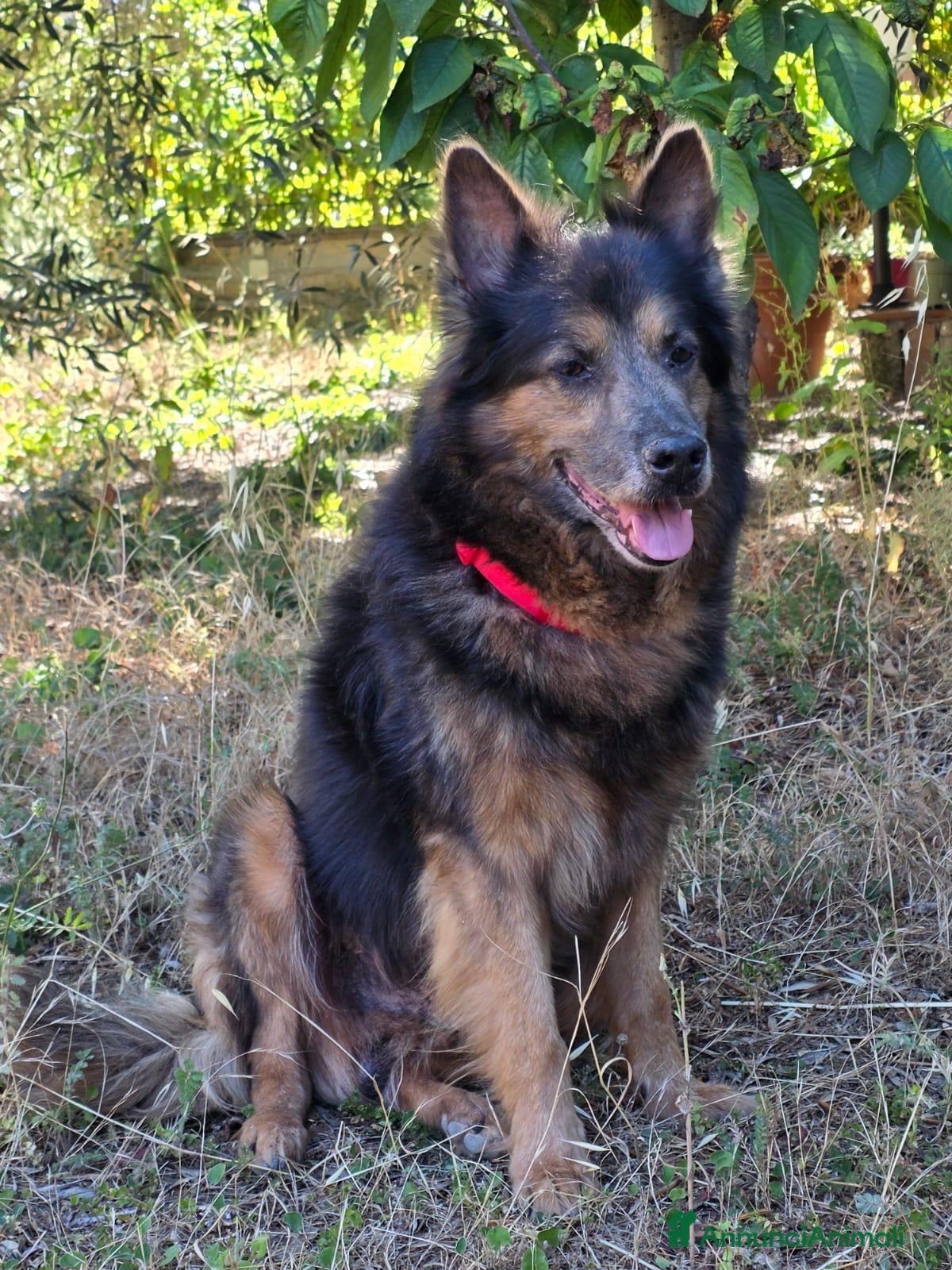 Altre razze cani Spago, dolcissimo, adozione del cuore  - Annuncio 9