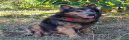Altre razze cani in regalo: Spago, dolcissimo, adozione del cuore  - Annuncio 1