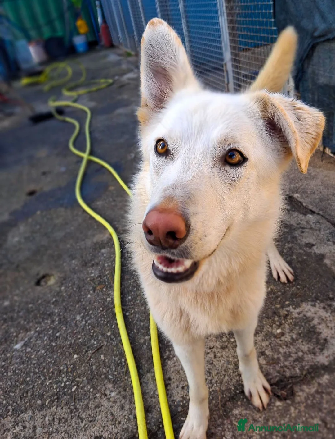 Meticcio cani in regalo: LUNA 🩷 - cucciola, nessuno ancora ha chiamato 🥺 a Provincia di Piacenza - Annuncio 2