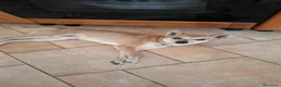 Meticcio cani in regalo: Milo Cerca Persona Esperta E Paziente a Città Metropolitana di Torino - Annuncio 4