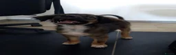 Meticcio cani in regalo: INCENSO 💙 IL CUCCIOLO COL SORRISO - Annuncio 4