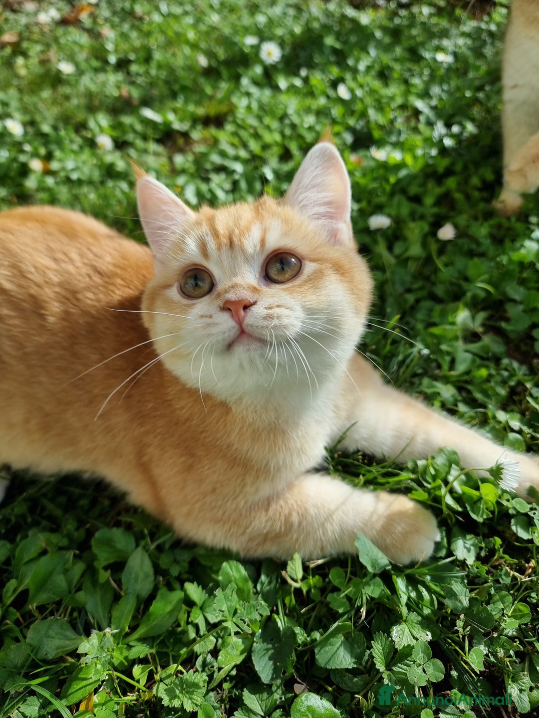 Scottish gatti in vendita: Scottish Straight  - Annuncio 6