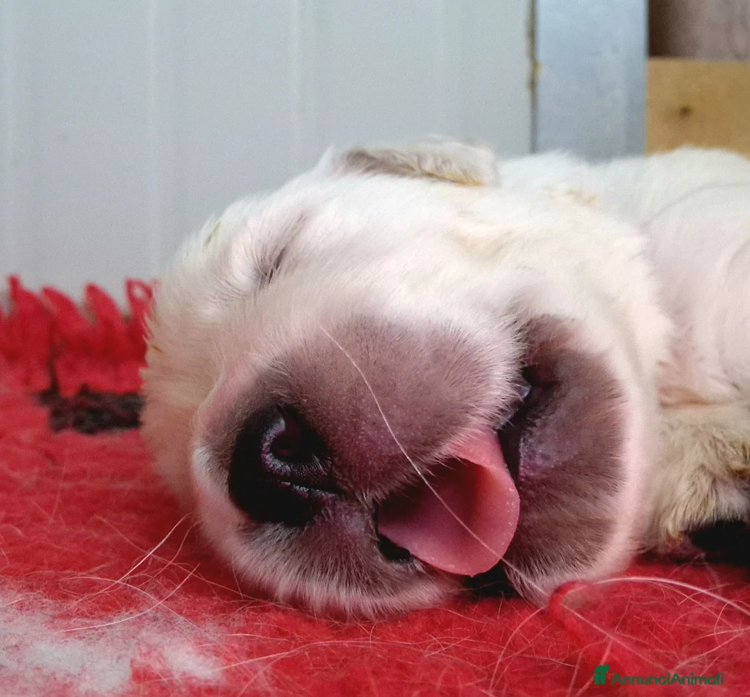 Golden Retriever cani in vendita: Cuccioli Golden Retriever  - Annuncio 8