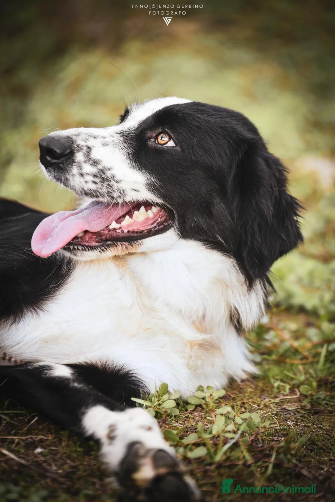 Meticcio cani in regalo: Siria spettacolare cucciolotta in adozione a Provincia di Gorizia - Annuncio 2