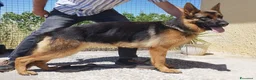 Pastore Tedesco cani in vendita: Pastore tedesco altissima genealogia, bella. a Provincia di Foggia - Annuncio 4