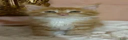 Maine Coon gatti in vendita: Maine Coon splendide femmine  - Annuncio 12
