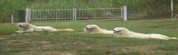 Pastore Maremmano cani in vendita: Spettacolari cuccioli di Pastore Abruzzese  - Annuncio 11