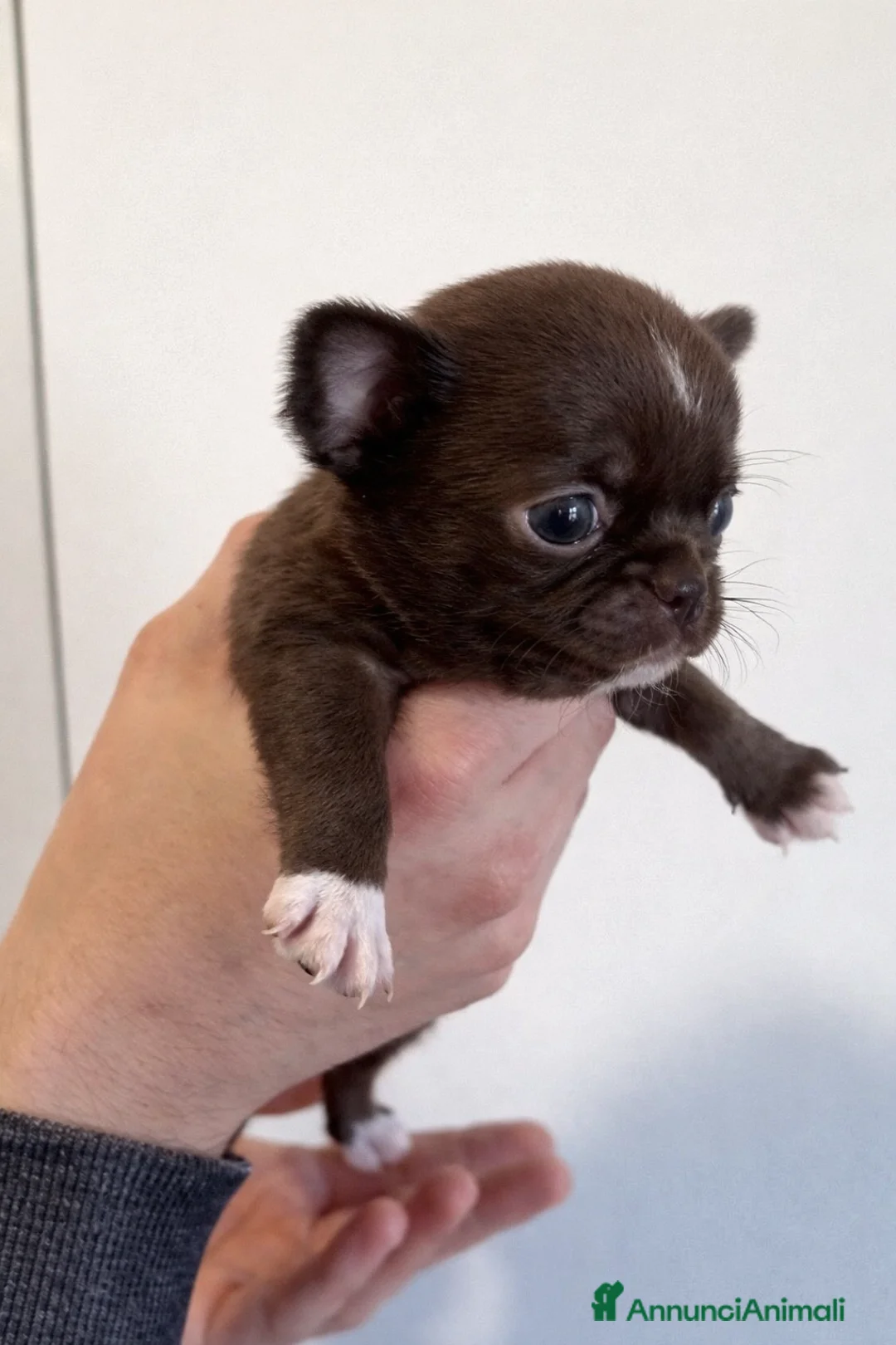 Chihuahua cani in vendita: Cuccioli di chihuahua con pedigree - Annuncio 5