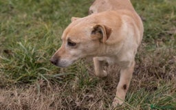 Meticcio cani in regalo: DARTY, piccolo e dolce meticcio cerca casa a Città metropolitana di Milano - Immagine 2
