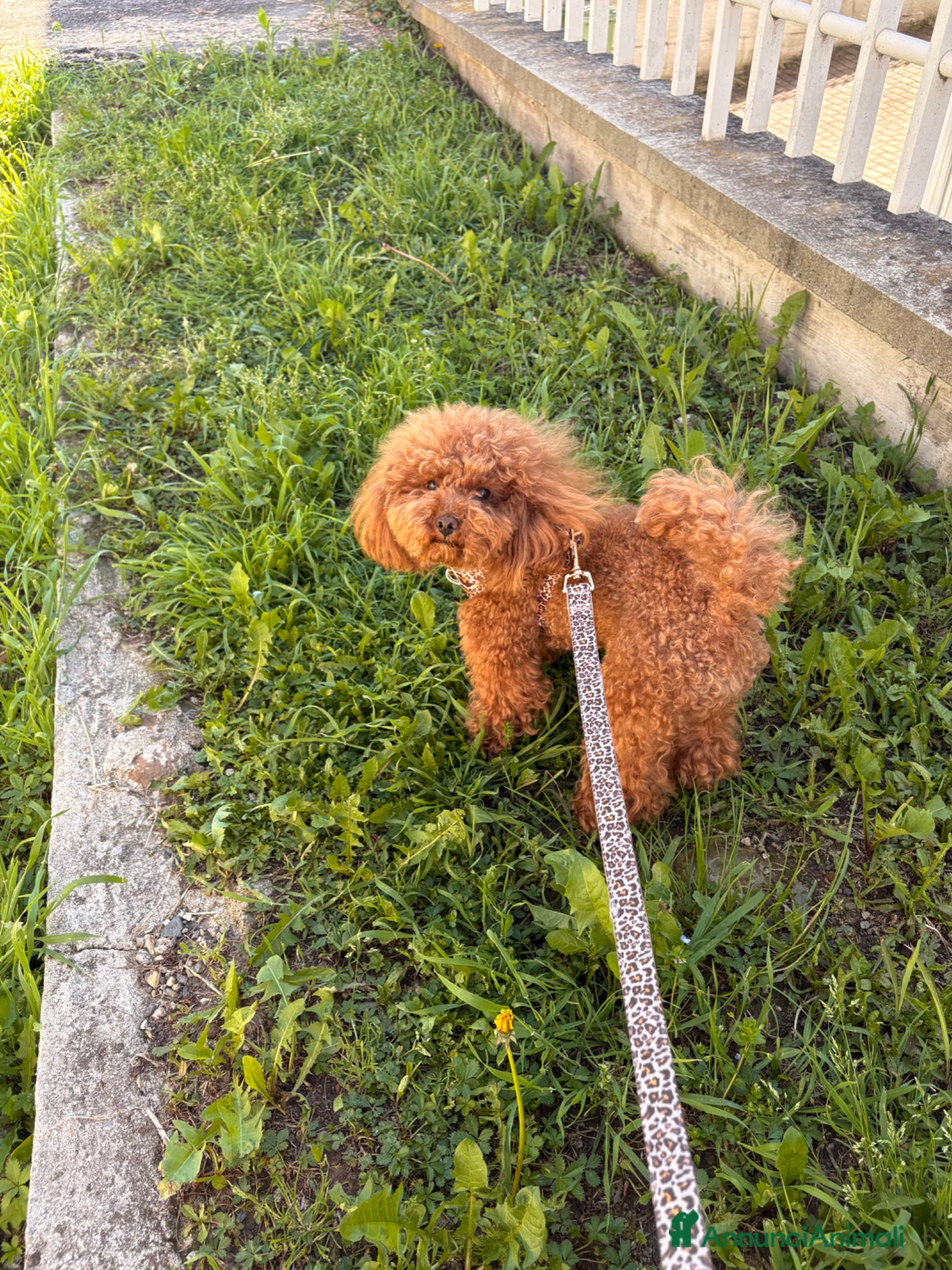 Barboncino Toy cani per accoppiamento: Barboncino Toy disponibile per monta  - Annuncio 7