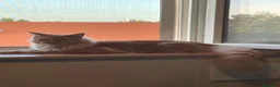 Maine Coon gatti in vendita: MERAVIGLIOSO MAINE COON DESIDERA TROVARE CASA a Città metropolitana di Sassari - Annuncio 4