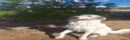 Meticcio cani in regalo: EROS 💙 UNA NUVOLA BIANCA CERCA CASA - Annuncio 4