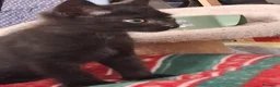 Meticcio gatti in regalo: Mosè  - Annuncio 6