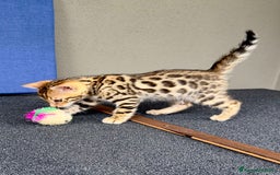 Bengala gatti in vendita: Bengala cuccioli 2 mesi con pedigree a Provincia di Alessandria - Immagine 5