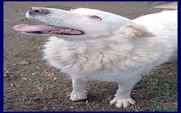 Meticcio cani in regalo: BOMBA giovane buona con tutti! tg abbondante - Immagine 3