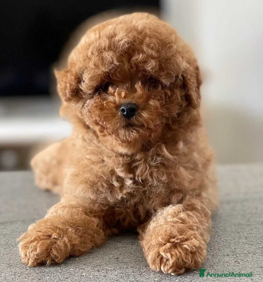 Immagine della galleria {{count}}