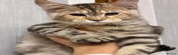 Maine Coon gatti in vendita: Maine coon  - Annuncio 3