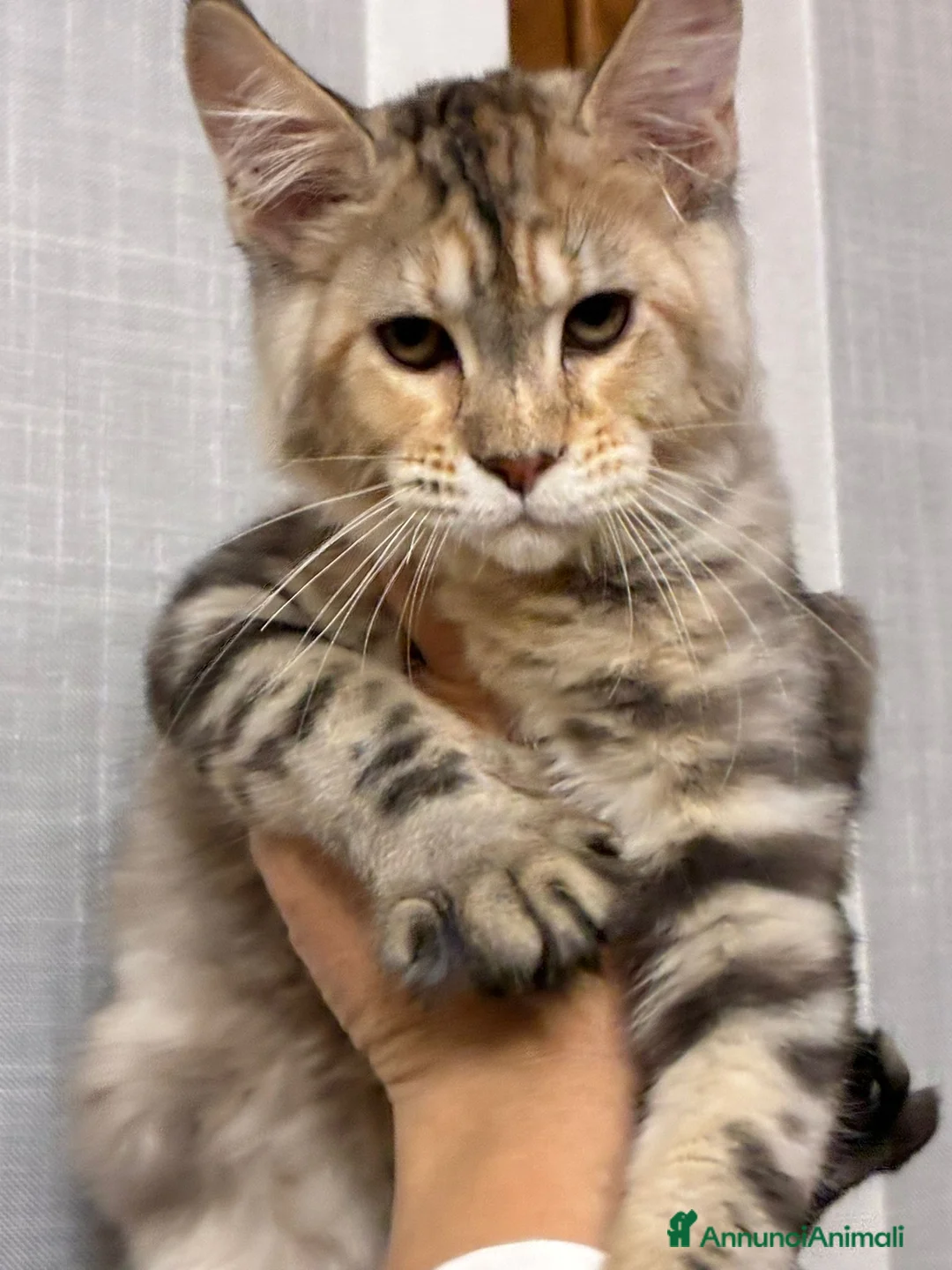 Maine Coon gatti in vendita: Maine coon  - Annuncio 3