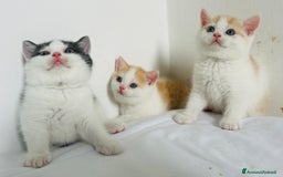 British gatti in vendita: 🐾 Cuccioli British Shorthair 🐾  a Provincia di Padova - Immagine 5