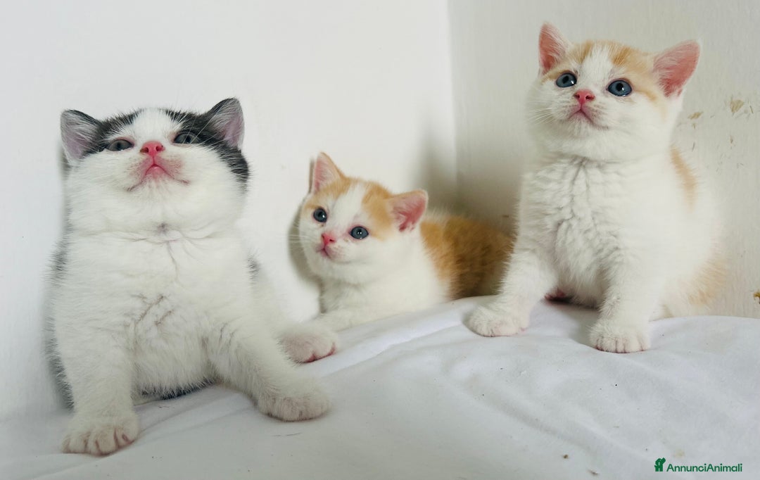 British gatti in vendita: 🐾 Cuccioli British Shorthair 🐾  a Provincia di Padova - Immagine 5