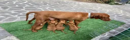 Bracco cani in vendita: Disponibili cuccioli bracco ungherese a Provincia di Modena - Annuncio 5