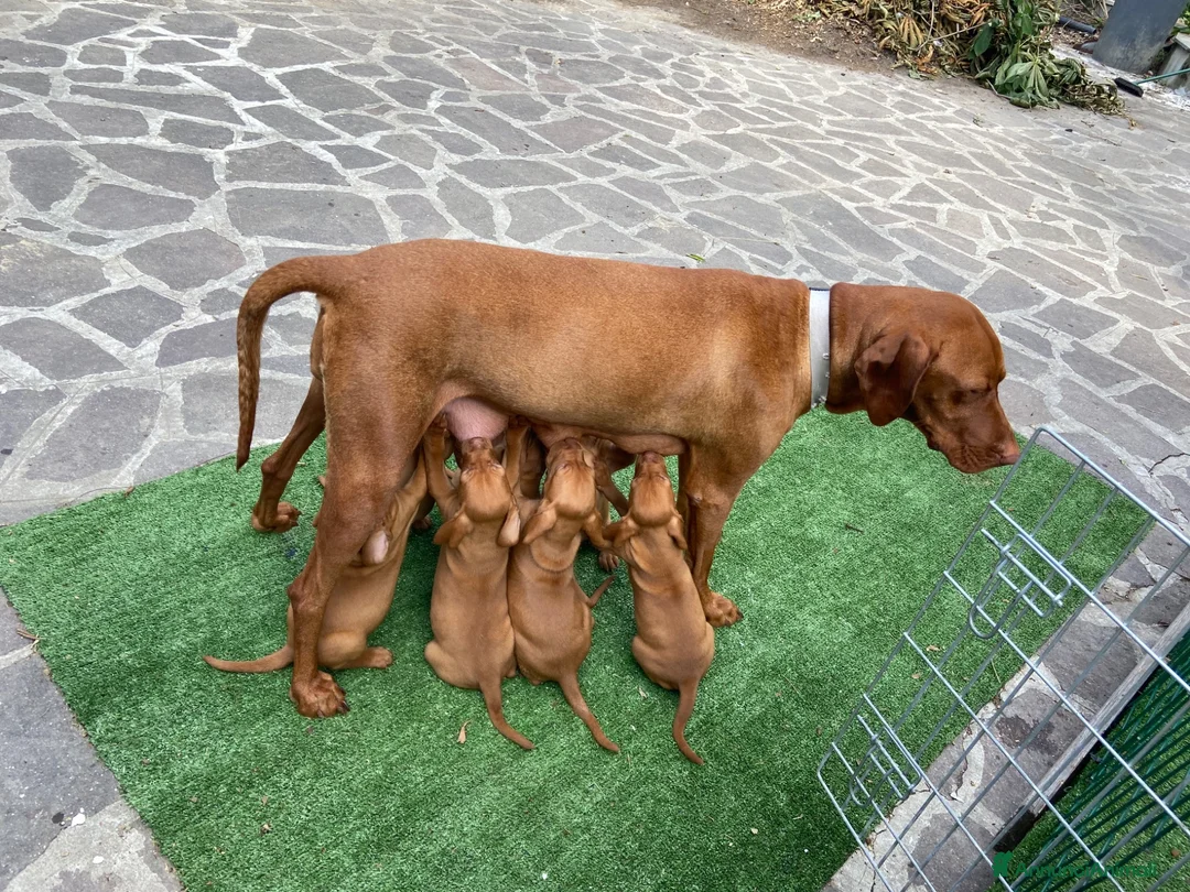 Bracco cani in vendita: Disponibili cuccioli bracco ungherese a Provincia di Modena - Annuncio 5