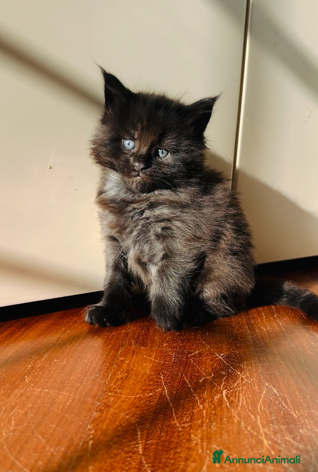 Maine Coon gatti in vendita: Cuccioli Maine Coon disponibili alla prenotazione - Annuncio 4