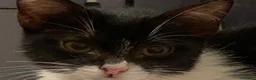 Meticcio gatti in regalo: Dolcissima micina 3 mesi  - Annuncio 3