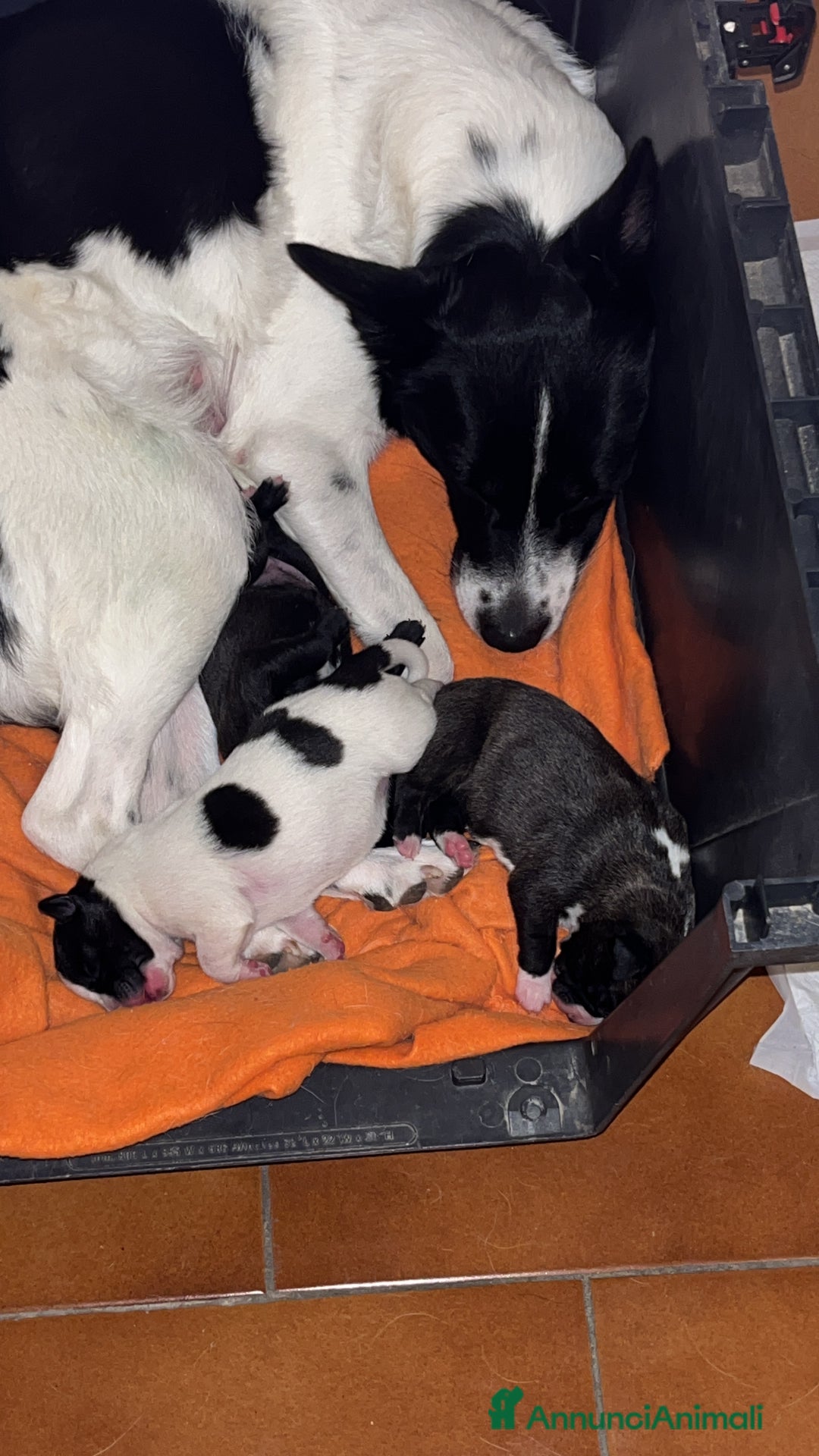 Meticcio cani in regalo: Disponile 1 cucciolo femmina - Annuncio 3