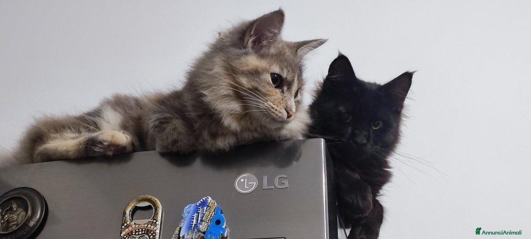 Norvegese gatti in vendita: Norvegese delle foreste  - Annuncio 6