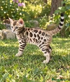 Bengala gatti Gatto bengala femmina - Annuncio 1