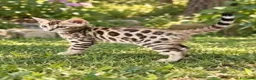 Bengala gatti in vendita: Gatto bengala femmina - Annuncio 1