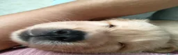 Golden Retriever cani in vendita: Cuccioli Golden Retriever a Provincia di Alessandria - Annuncio 4