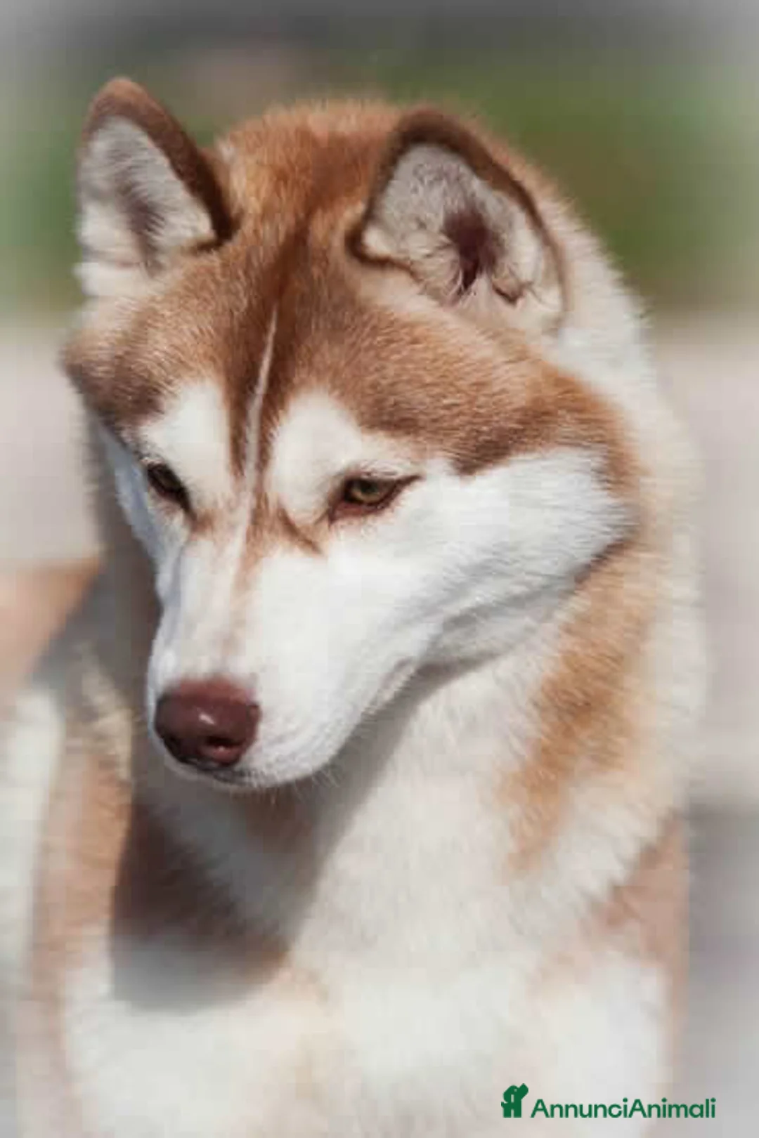 Immagine della galleria {{count}}