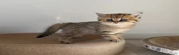 Scottish gatti in vendita: Scottish fold&straihgt - Annuncio 10