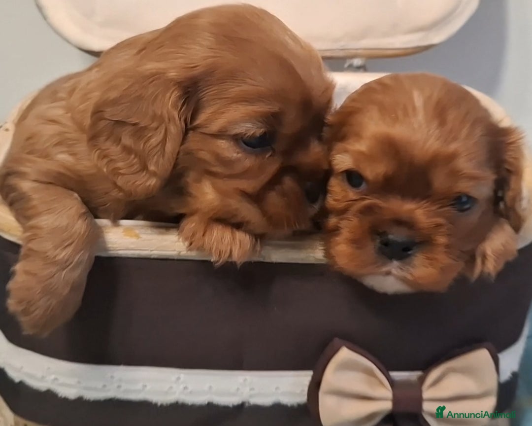 Cavalier King cani in vendita: Cucciole di Cavalier King ruby pedigree e affisso - Annuncio 6