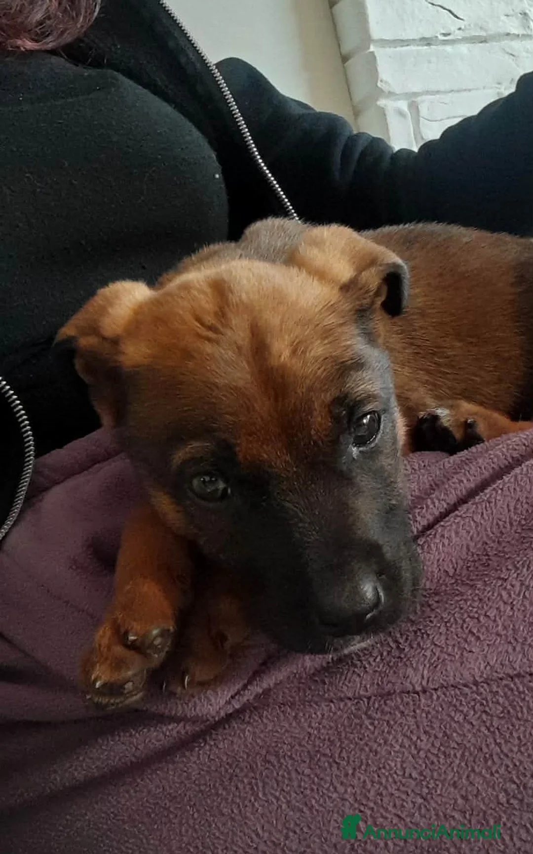 Meticcio cani in regalo: stupenda cucciola pandora in regalo - Annuncio 4