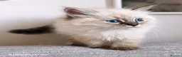 Siberiano gatti in vendita: Cuccioli siberiani  - Annuncio 5