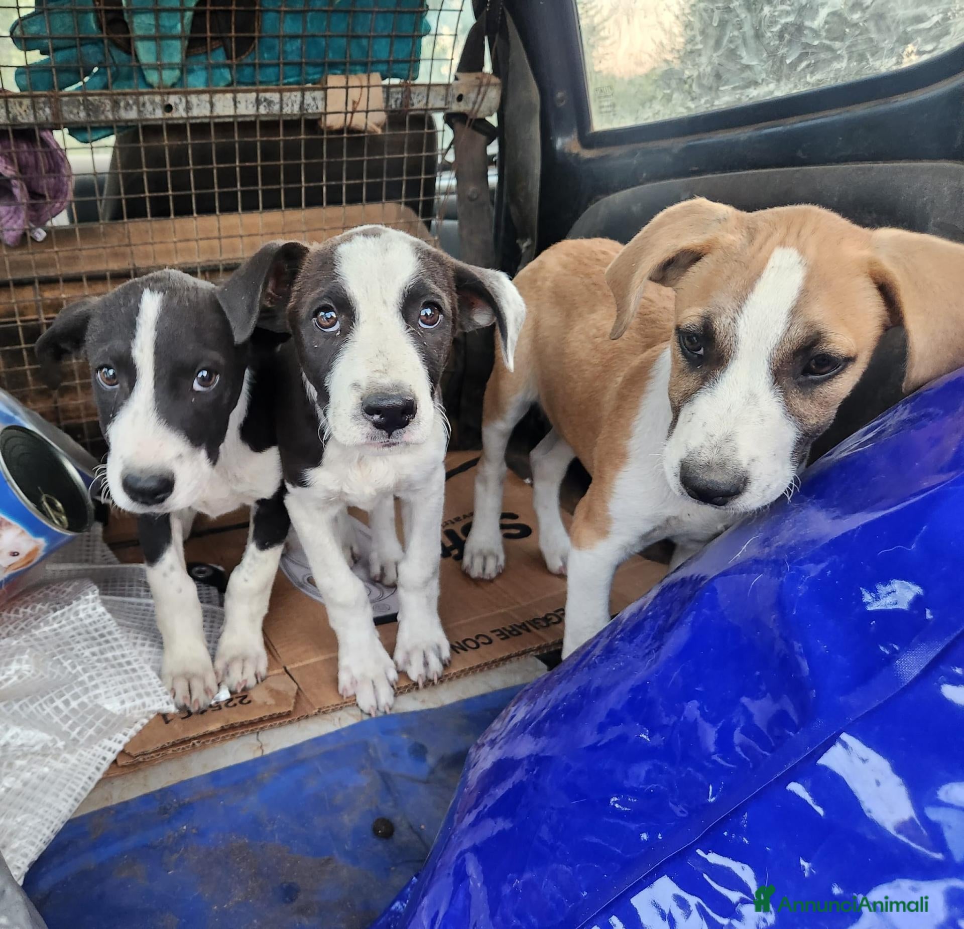 Meticcio cani 3femmine sui 3mesi tg media COSENZA URGENTEEEE - Annuncio 1