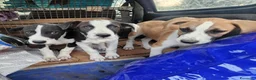 Meticcio cani in regalo: 3femmine sui 3mesi tg media COSENZA URGENTEEEE - Annuncio 1